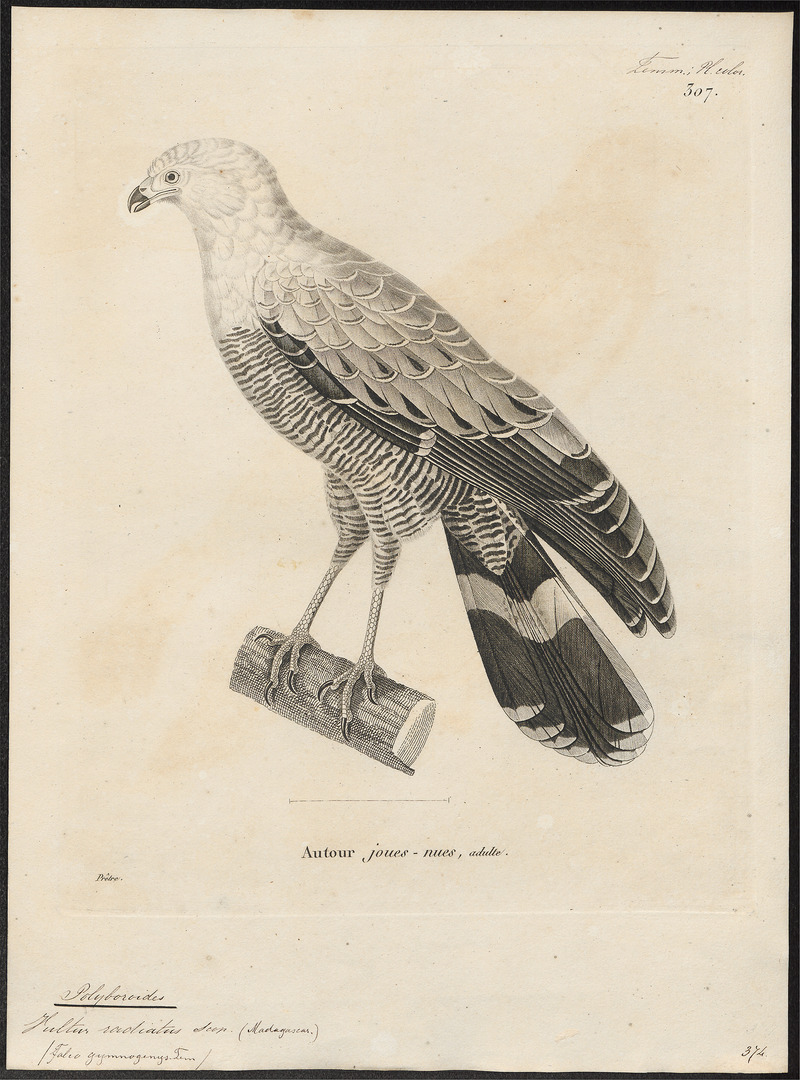 Polyboroides radiatus - 1700-1880 - Print - Iconographia Zoologica - Special Collections University of Amsterdam - UBA01 IZ18300239.jpg