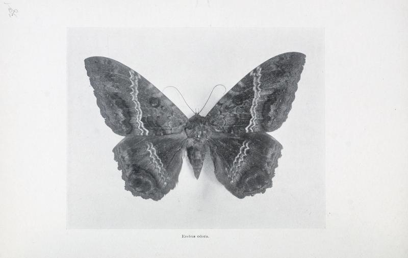 As nature shows them; moths and butterflies of the United States, east of the Rocky mountains. With over 400 photographic illustrations in the text and many transfers of species from life (1900) (14758133056).jpg