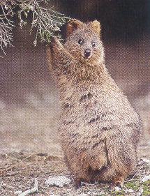 lj Quokka.jpg