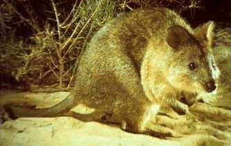 Quokka.jpg