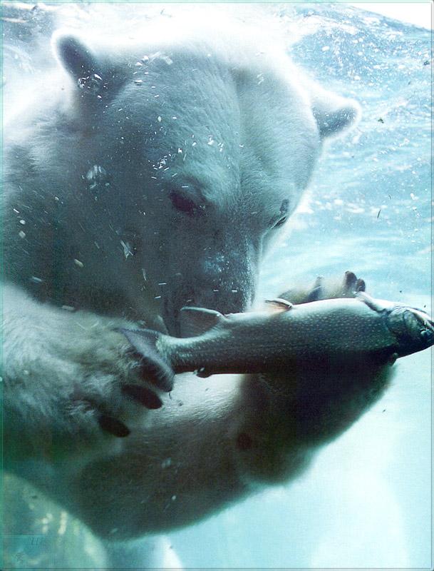 pr-jb005 Polar Bear.jpg