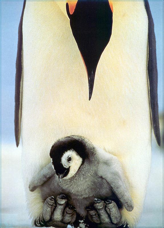 pr-jb008 Emperor Penguin.jpg