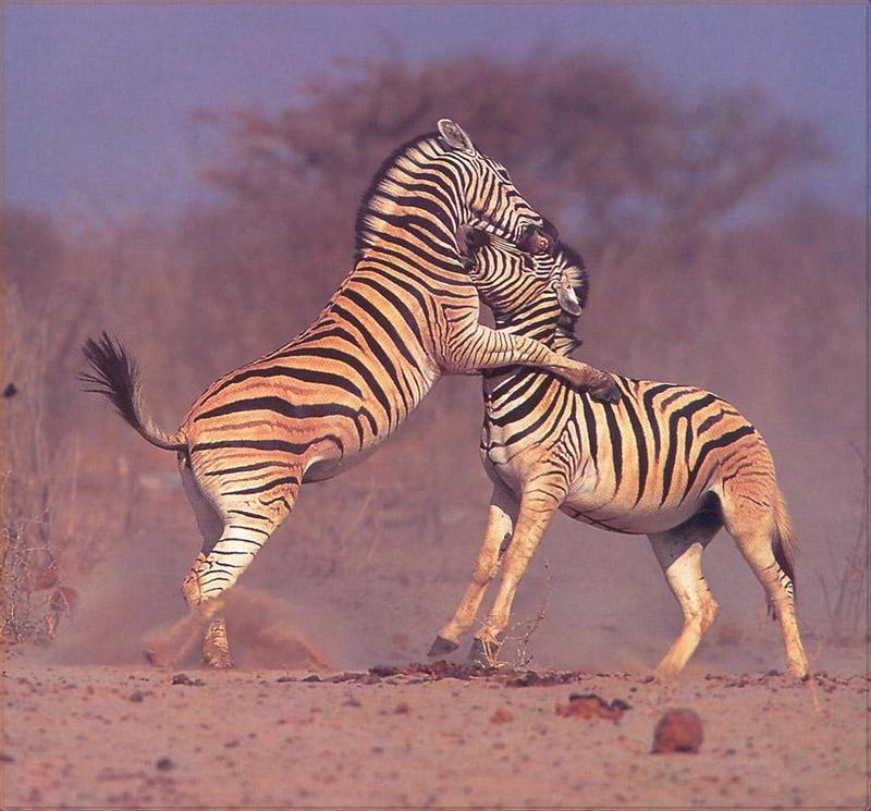 pr-jb010 Zebra equus burchellii.jpg