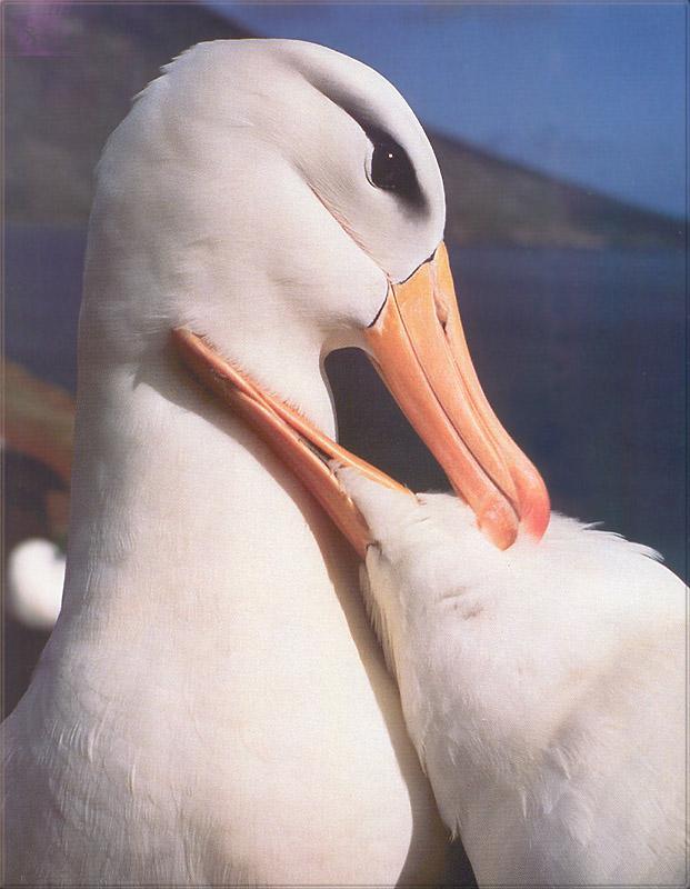 pr-jb013 Black-browed Albatrosses.jpg