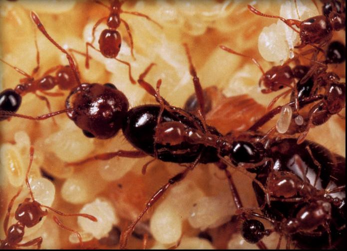 Ants-7.jpg