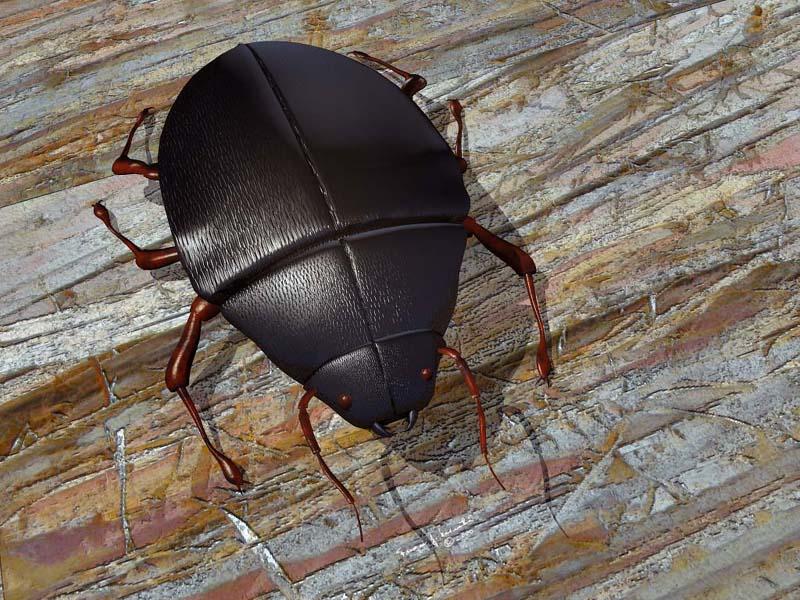beetle 1.jpg