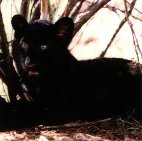 Black Panther04gt-cub.jpg