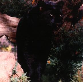 Black Panther05gt.jpg