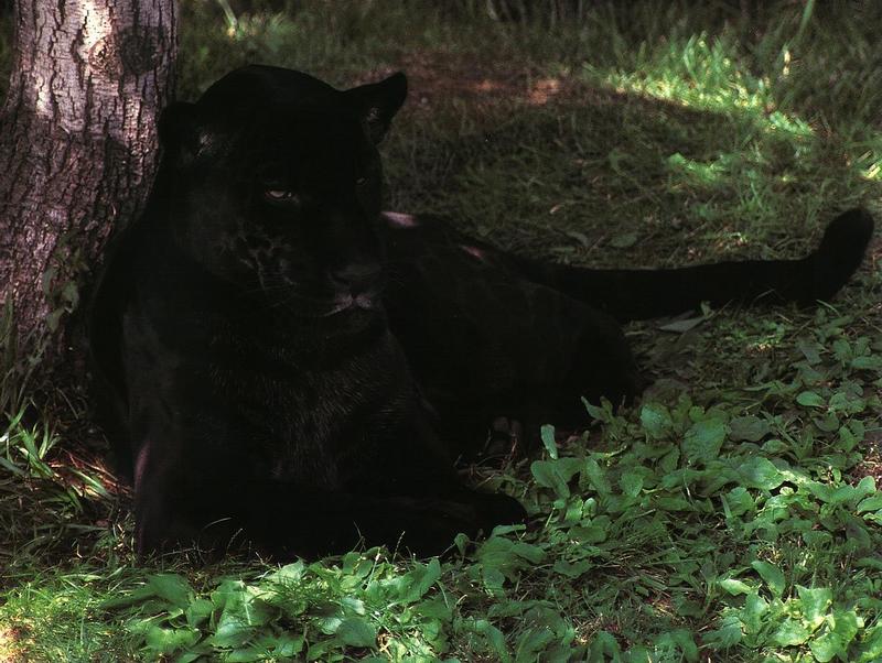 Black Panther07.jpg