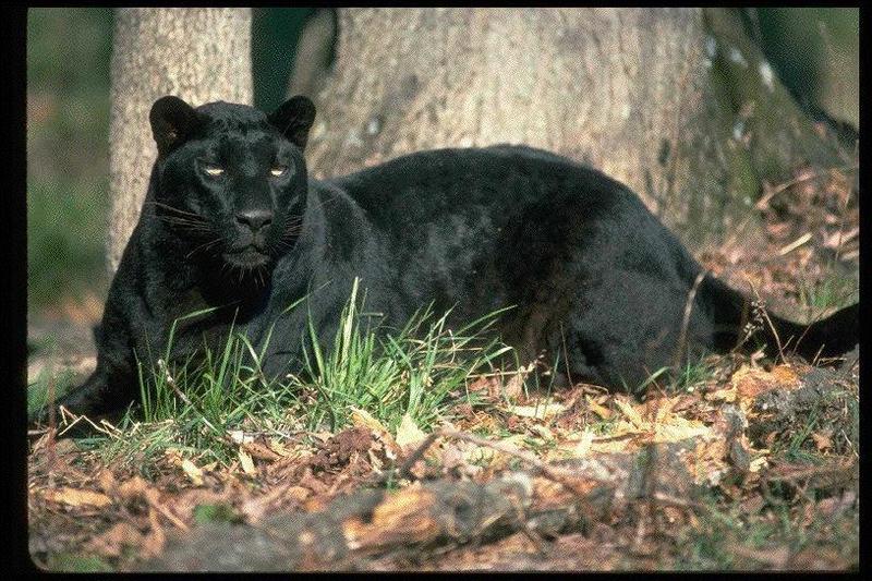 Panther 01.jpg