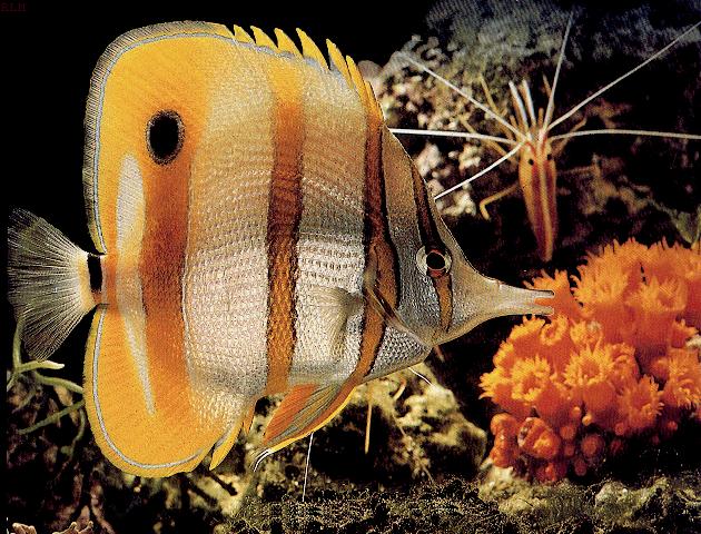 butterflyfish1.jpg