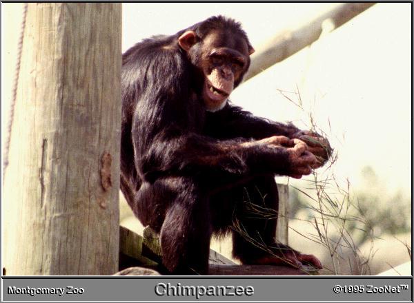 chimpanzee MontgomeryZoo.jpg