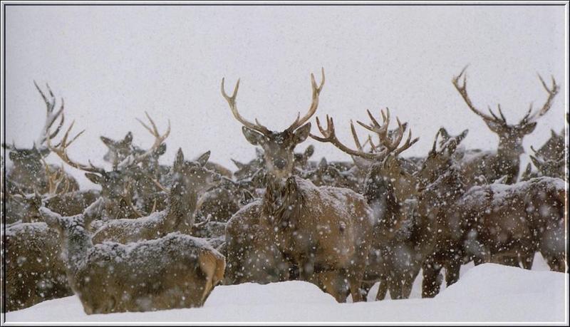 PO wl2 013 Cerfs dans la neige.jpg