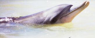dolphin dmonmia.jpg
