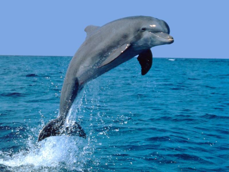 dolphin jump.jpg