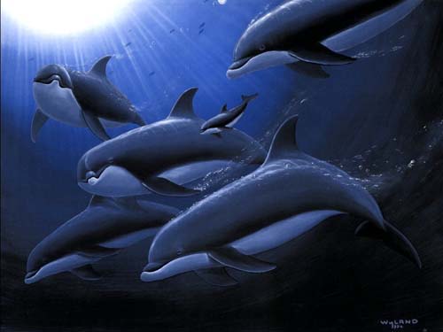 dolphins in school.jpg