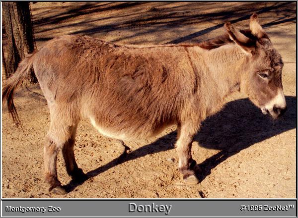donkey MontgomeryZoo.jpg