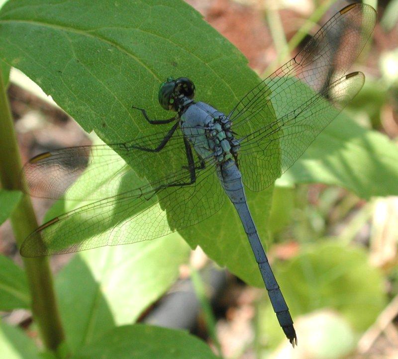 Dragonfly1 blue.jpg