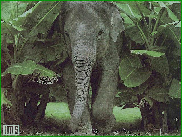 Little Elephant-anim064.jpg