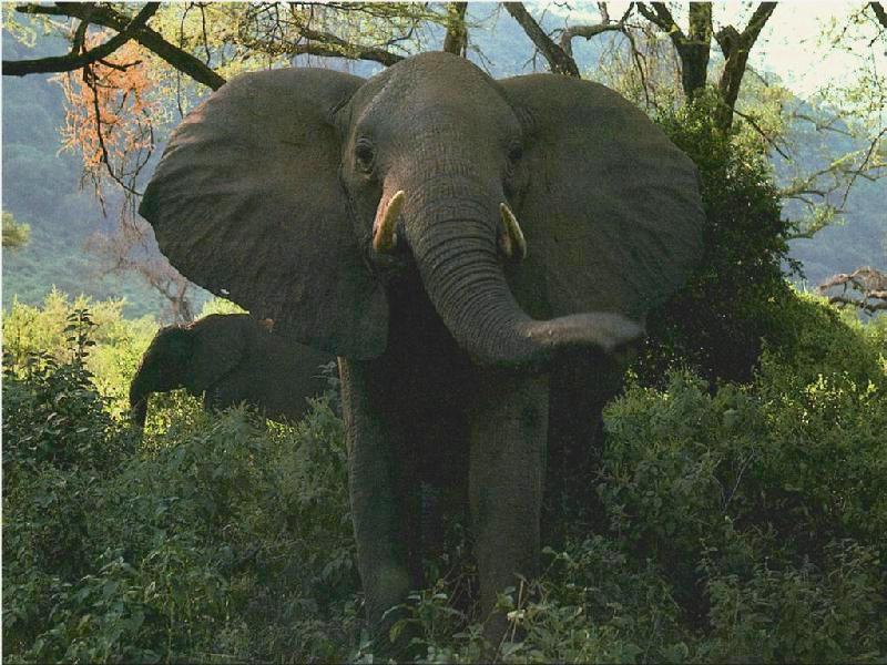 pvwild35 elephant.jpg