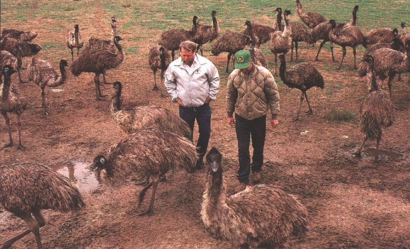 EMU-lostsemus-flock in farm.jpg