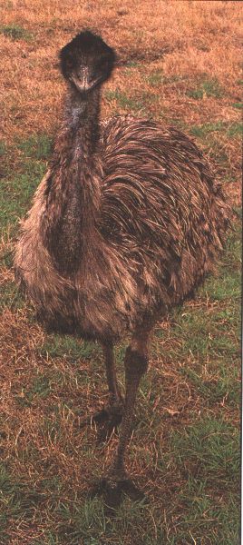 EMU-standing on grass.jpg