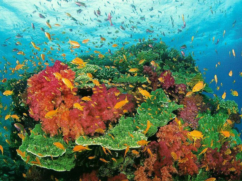 Coral Reef.jpg