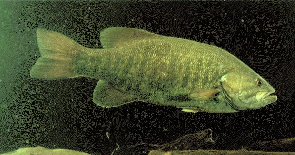 fish063.jpg