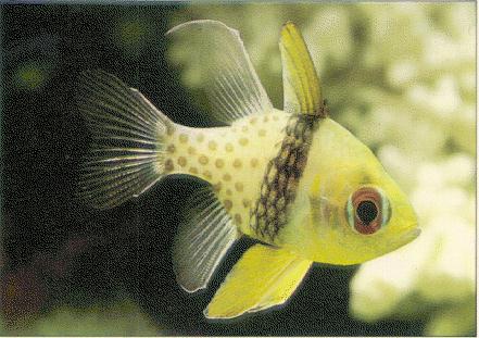 fish069.jpg