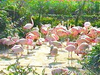 flamingo flock-bird098.jpg