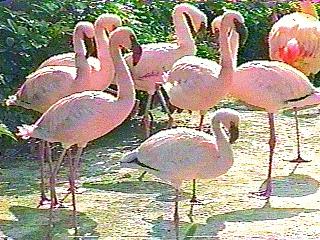 Flamingo Flock-bird099.jpg