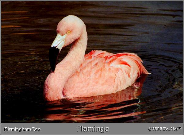 flamingo Birmingham Zoo.jpg