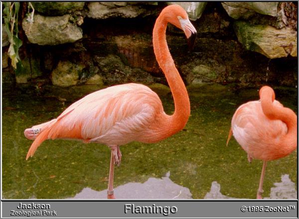 flamingo Jackson Zoo.jpg