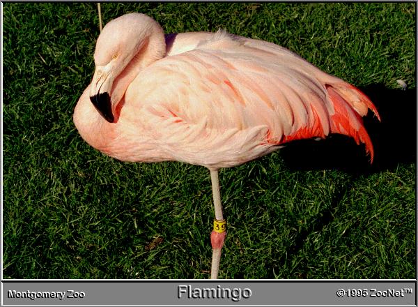 flamingo Montgomery Zoo.jpg