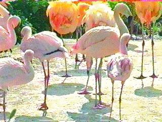 flamingos-bird097.jpg