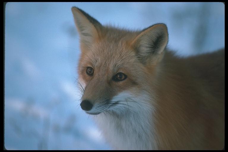 fox-200074.jpg