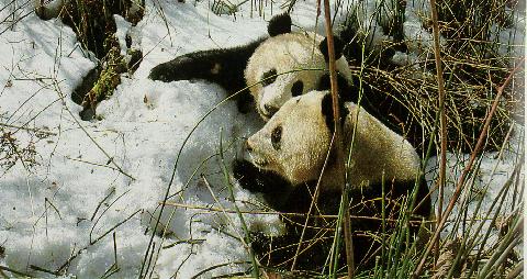 PANDA4-wild pair on snow.JPG