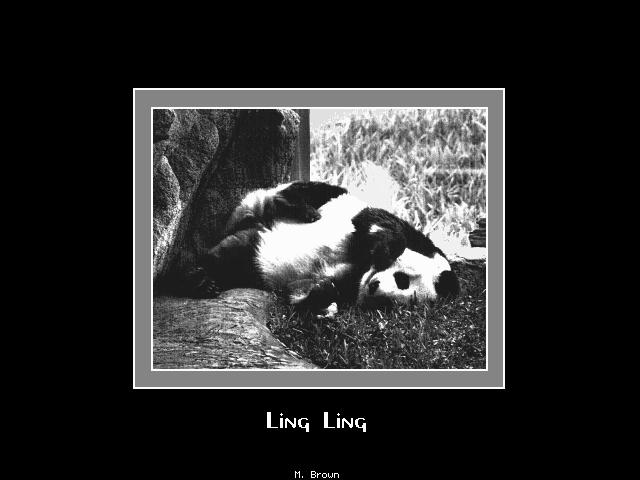 Giant Panda-Ling Ling-anim008.jpg