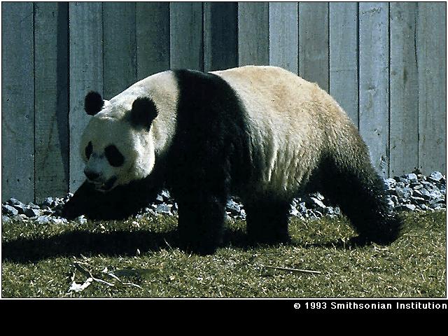 panda6.jpg
