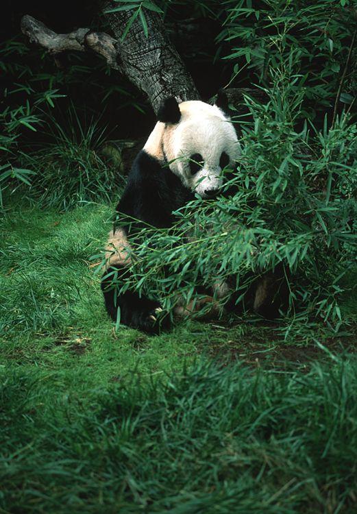 panda bamboo dinner.jpg