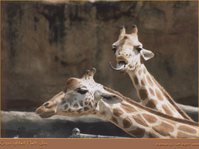 anim031-Giraffes Heads.jpg