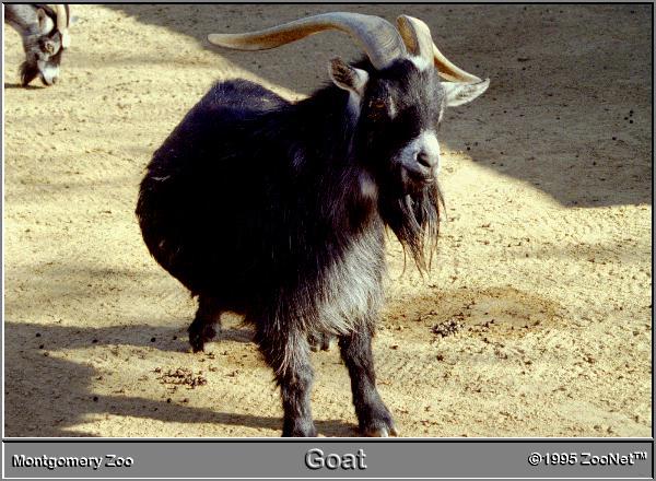 goat Montgomery Zoo.jpg