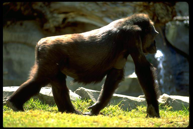 gorilla-walking-in-sun.jpg
