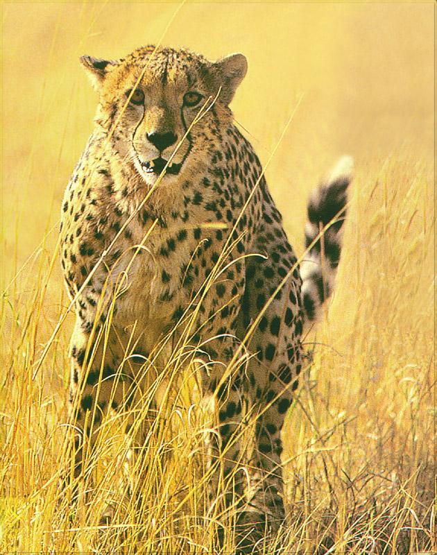 pr-jb024 Cheetah.jpg