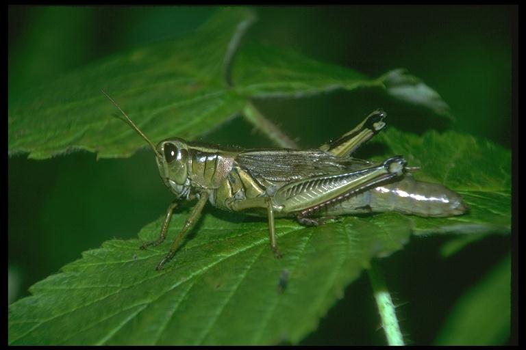 grasshopper-200054.jpg