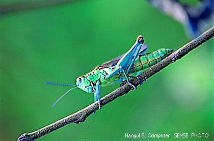 HNC-insect01-grasshopper.jpg