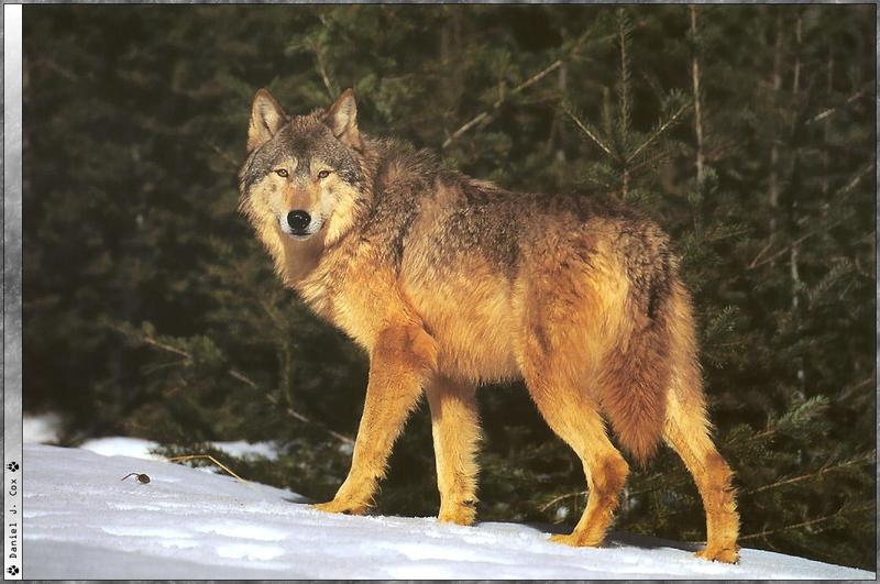 f Wolfsong00 10 Daniel-J-Cox.jpg