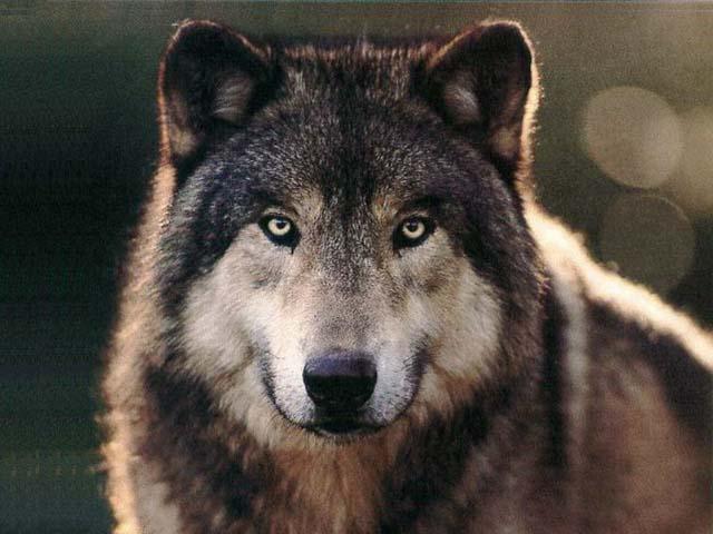 wolves5.jpg