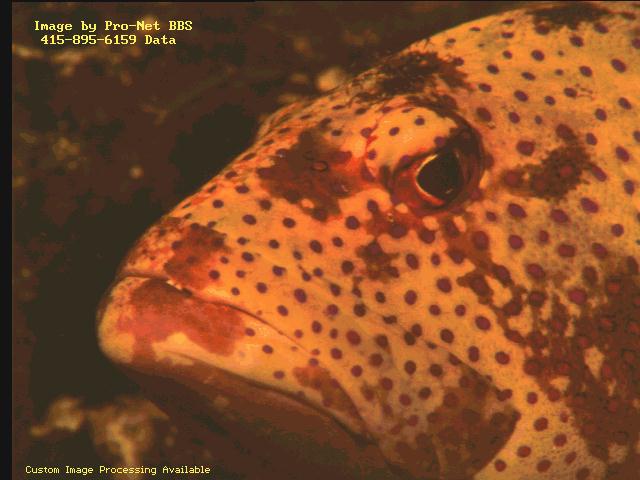 Grouper Fish005-Head Closeup.jpg