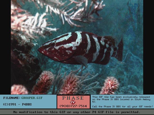 Grouper Fish024.jpg